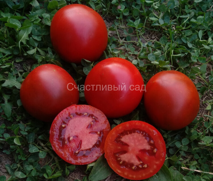 Slovenian black (Словенский черный) Slovenian black (Словенский черный)