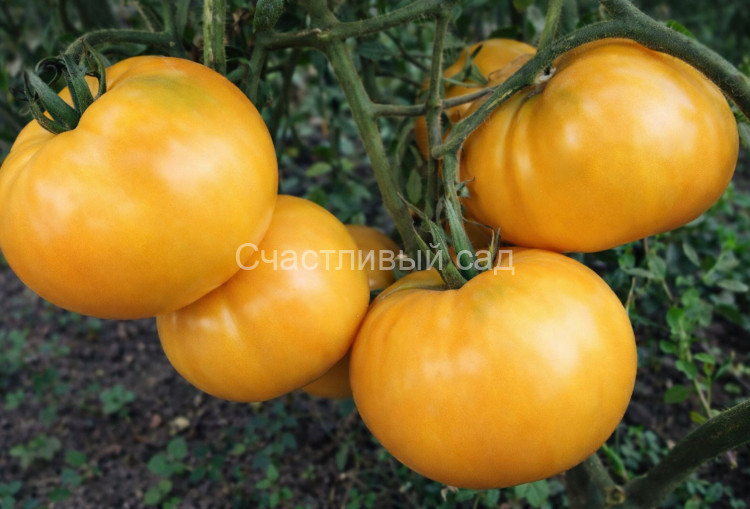 Сахара