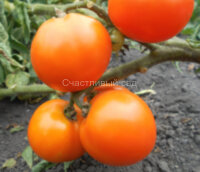 Orange Tree (Оранжевое Дерево)