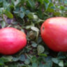 Dwarf Electric Pink (Гном Электрик Пинк)