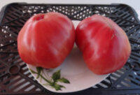 Wedekind Heirloom Pink (Розовая реликвия Ведекинда)