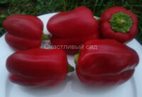 Перец Пурпурный колокол