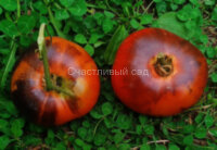 Pink Siberian Tiger (Розовый сибирский тигр)