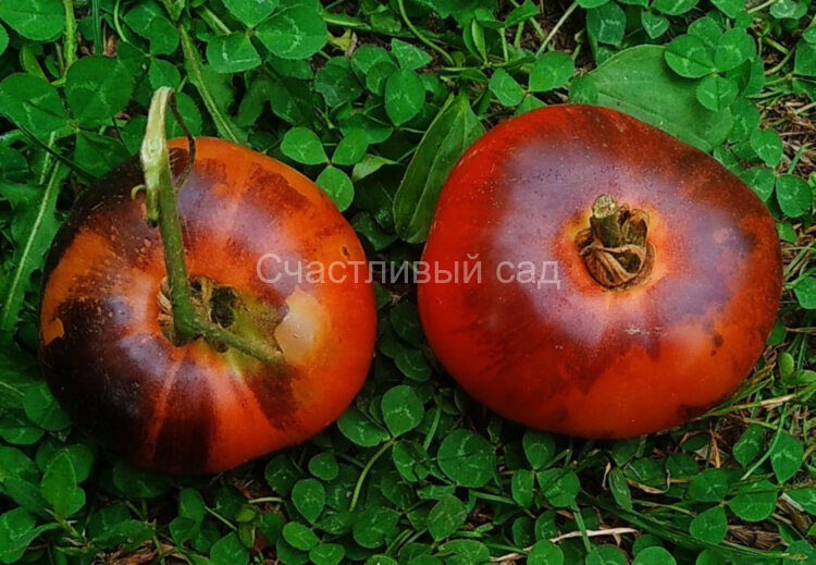Pink Siberian Tiger (Розовый сибирский тигр)