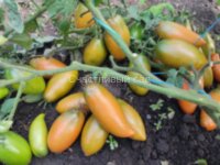 Dwarf Laura’s Bounty (Гном Щедрость Лауры)