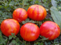 Delta Diver red (Дельта Дивер красный)