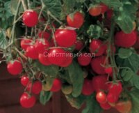 Садовая жемчужина (Garden Pearl, Садовый жемчуг)