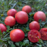 Садовая жемчужина (Garden Pearl, Садовый жемчуг)