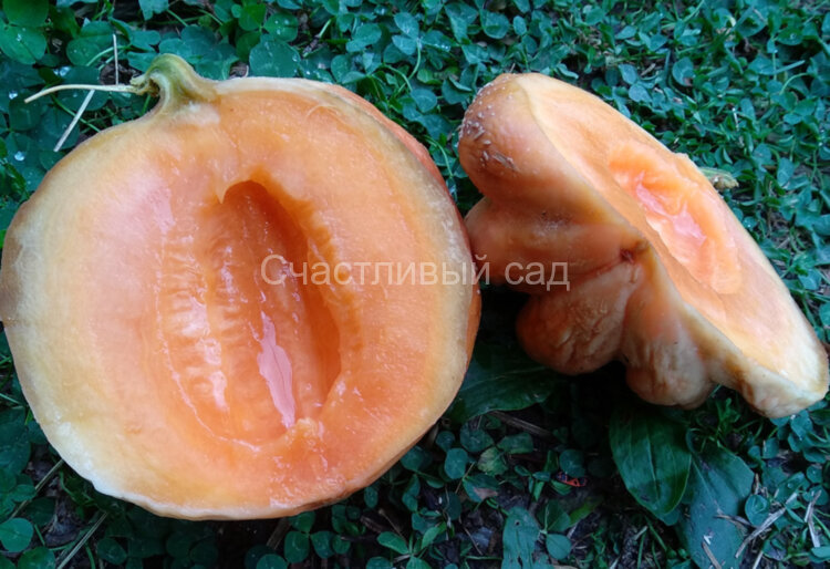 Дыня Delice De La Table (Столовая деликатесная) Дыня Delice De La Table (Столовая деликатесная)