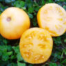 Dwarf Marong Moon (Гном Луна Маронга)