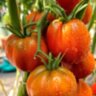 Fragole al Cioccolate (Шоколадная клубника)
