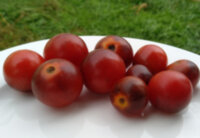 Bing Cherry (Бинг Черри)