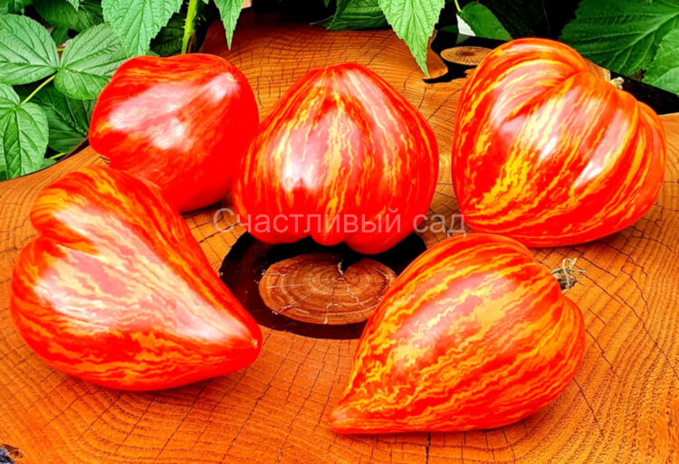 Stone brook heart dwarf (Гном сердце каменного ручья) Stone brook heart dwarf (Гном сердце каменного ручья)
