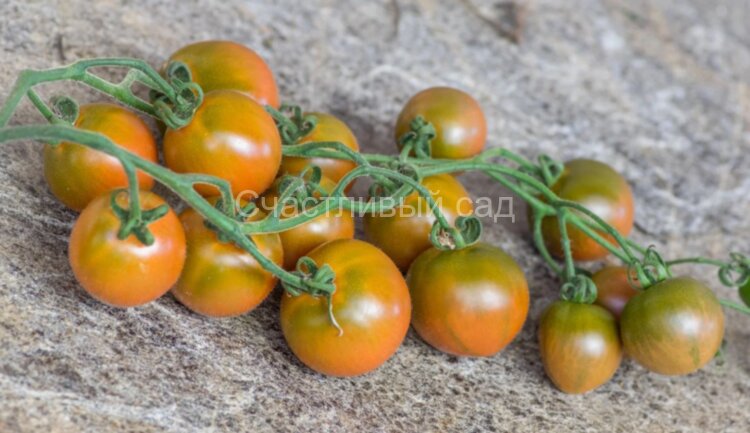 Evil Olive (Злая маслина) (Тип мультифлора)