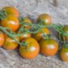 Evil Olive (Злая маслина) (Тип мультифлора)