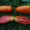 Dwarf Pepper like striped (Гном Перцевидный полосатый) Dwarf Pepper like striped (Гном Перцевидный полосатый)