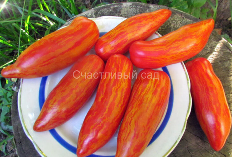 Dwarf Pepper like striped (Гном Перцевидный полосатый) Dwarf Pepper like striped (Гном Перцевидный полосатый)