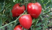 Mrs. Schlaubaugh's Famous Strawberry (Знаменитая клубника миссис Шлаубаух)