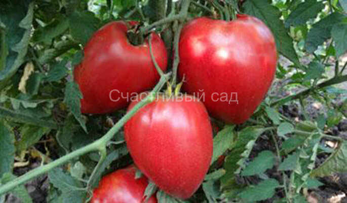 Mrs. Schlaubaugh's Famous Strawberry (Знаменитая клубника миссис Шлаубаух)