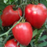 Mrs. Schlaubaugh's Famous Strawberry (Знаменитая клубника миссис Шлаубаух)