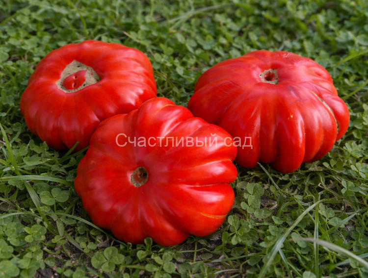 Минусинский шарпей (Minusinsky Sharpey) Минусинский шарпей (Minusinsky Sharpey)
