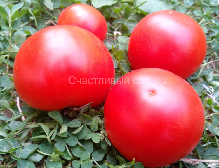 Dwarf Sarah's red tomato (Гном красный томат Сары) Dwarf Sarah's red tomato (Гном красный томат Сары)