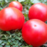 Dwarf Sarah's red tomato (Гном красный томат Сары) Dwarf Sarah's red tomato (Гном красный томат Сары)