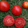 Dwarf Sarah's red tomato (Гном красный томат Сары) Dwarf Sarah's red tomato (Гном красный томат Сары)