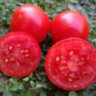 Dwarf Sarah's red tomato (Гном красный томат Сары) Dwarf Sarah's red tomato (Гном красный томат Сары)