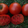 Dwarf Mahogany (Гном Махагон) Dwarf Mahogany (Гном Махагон)
