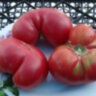 Willa’s Cariboo Rose (Роза Виллы Карибу)