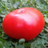 Dwarf Tanunda Red (Гном Танунда красная) Dwarf Tanunda Red (Гном Танунда красная)