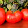 Dwarf Tanunda Red (Гном Танунда красная) Dwarf Tanunda Red (Гном Танунда красная)