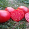 Dwarf Tanunda Red (Гном Танунда красная) Dwarf Tanunda Red (Гном Танунда красная)
