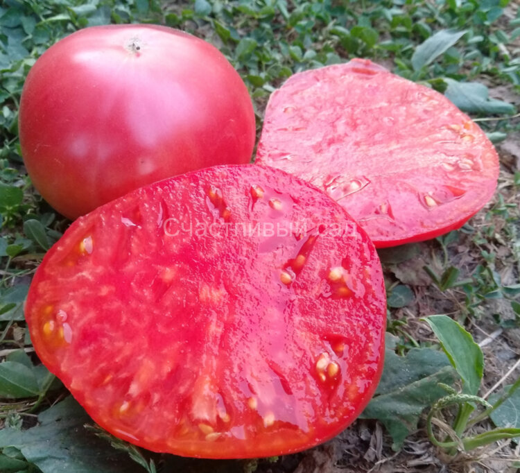Баба Шура (Aunt Shura)