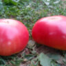 Баба Шура (Aunt Shura)