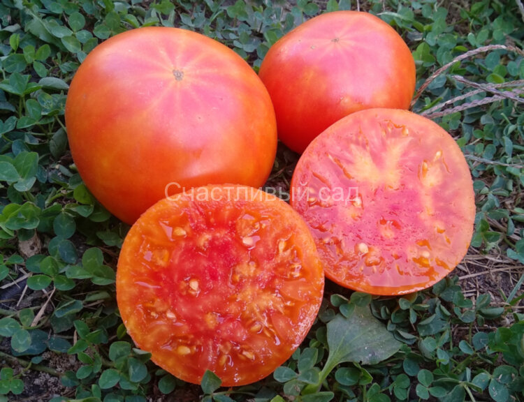 Hartsack Yellow (Хэртсак Жёлтый)