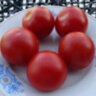 Stad tomate «Vitella» (Городской томат «Вителла»)