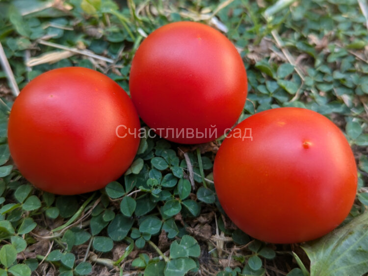 Stad tomate «Vitella» (Городской томат «Вителла»)