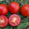 Stad tomate «Vitella» (Городской томат «Вителла»)