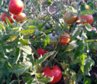 Hirten Tomate (Пастуший помидор)