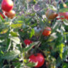 Hirten Tomate (Пастуший помидор)