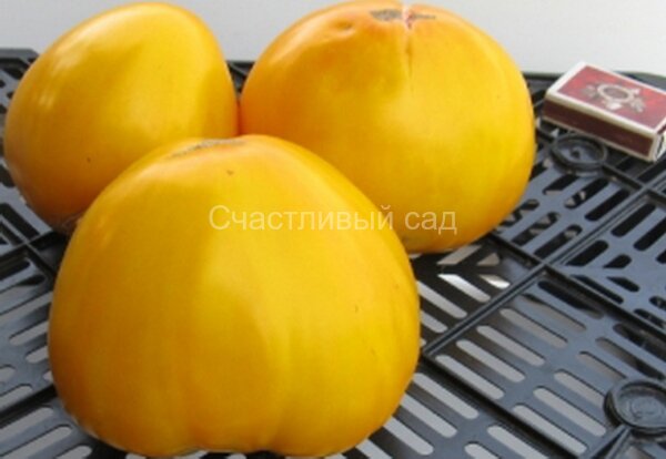 Ваше Величество