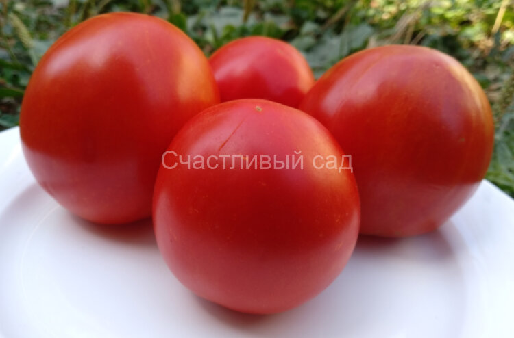 Mely (Мели)