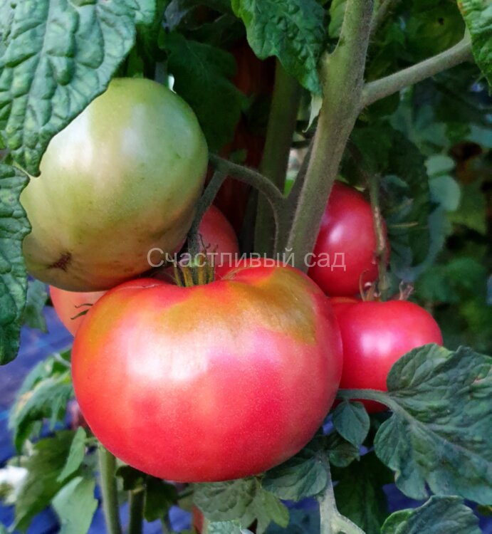 Coorong Pink (Кооронг Пинк) Coorong Pink (Кооронг Пинк)