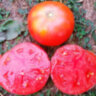 Coorong Pink (Кооронг Пинк) Coorong Pink (Кооронг Пинк)
