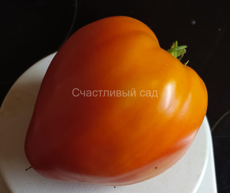 Заилийский Алатау (биколор) Заилийский Алатау (биколор)