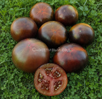 Chestnut Chocolate (Каштановый Шоколад)