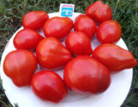 Pera D’Abruzzo, Granny’s Throwing (Груша из Абруццо, Бабушкин метательный) 