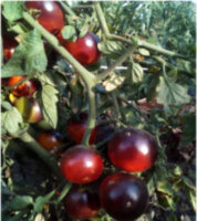 Clakamas Blueberry (Клакамас черника)